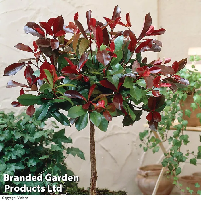Hardy Shrub - Photinia Red Robin Standard Tree -3 Litre Potted Plant x 4 - Ready to Plant in Pots, Containers and Gardens