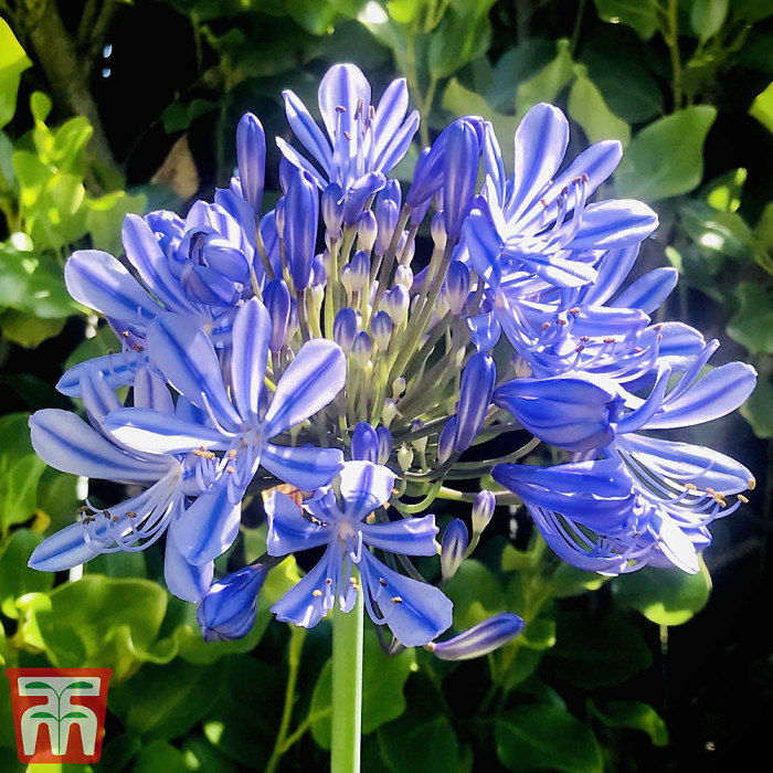 Agapanthus Blue Umbrella 9cm Pot x 1 - Outdoor Garden Plants, Ideal for Pots and Containers