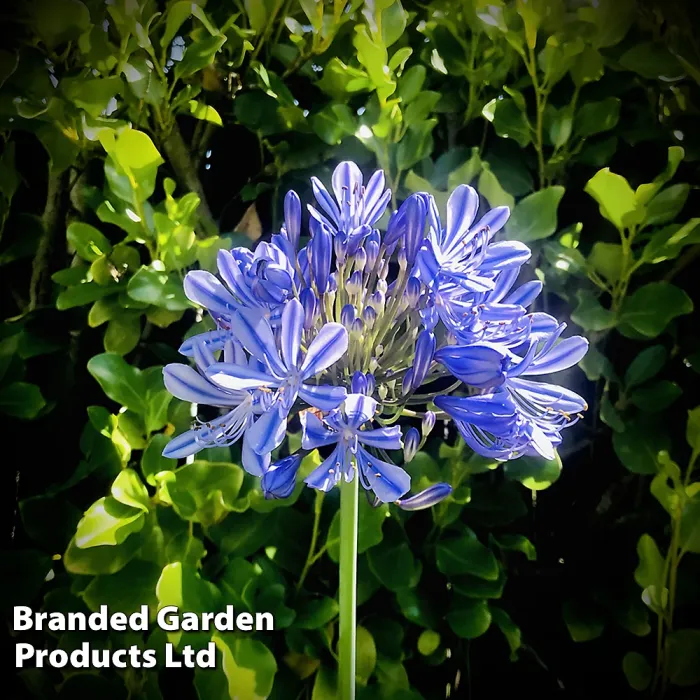 Agapanthus Blue Umbrella 9cm Pot x 1 - Outdoor Garden Plants, Ideal for Pots and Containers