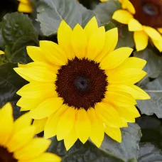 Sunflower Plant - Stunning Outdoor Plants, Flowering Annual Ideal for Pots and Containers, Compact Size (20-30cm)