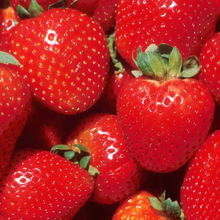Strawberry Marshmello - Outdoor Fruit Plants for Gardens, Pots, Containers (9cm Pots, 10 Pack)
