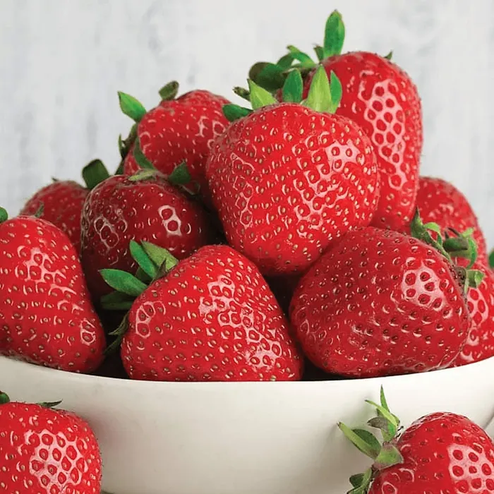 Strawberry Marshmello - Outdoor Fruit Plants for Gardens, Pots, Containers (9cm Pots, 10 Pack)