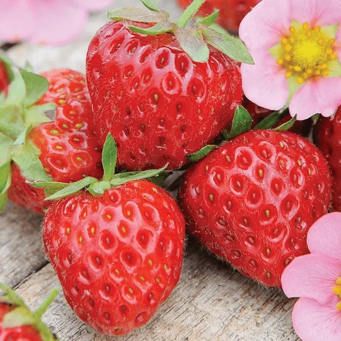 Strawberry Marshmello - Outdoor Fruit Plants for Gardens, Pots, Containers (9cm Pots, 10 Pack)