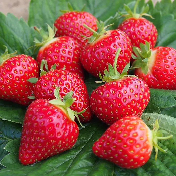 Strawberry Plant Mix - Outdoor Fruit Plants for Gardens, Pots, Containers (9cm Pots, 6 Pack)