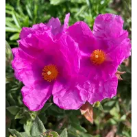 Cistus Sunset Rock Rose Plant 2 x 9cm Pots - Hardy Evergreen Shrub for UK Gardens - Ideal for Borders, Containers & Coastal Areas