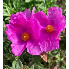 Cistus Sunset Rock Rose Plant 2 x 9cm Pots - Hardy Evergreen Shrub for UK Gardens - Ideal for Borders, Containers & Coastal Areas