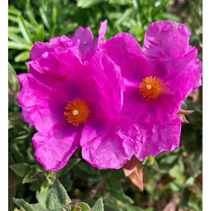 Cistus Sunset Rock Rose Plant 2 x 9cm Pots - Hardy Evergreen Shrub for UK Gardens - Ideal for Borders, Containers & Coastal Areas