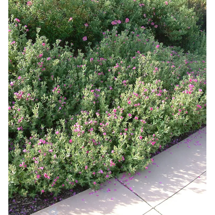Cistus Sunset Rock Rose Plant 2 x 9cm Pots - Hardy Evergreen Shrub for UK Gardens - Ideal for Borders, Containers & Coastal Areas