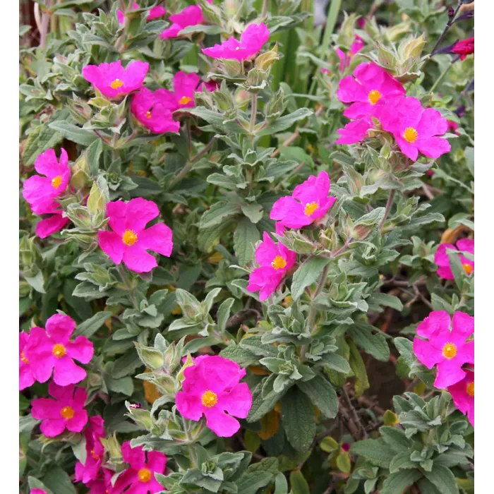 Cistus Sunset Rock Rose Plant 2 x 9cm Pots - Hardy Evergreen Shrub for UK Gardens - Ideal for Borders, Containers & Coastal Areas