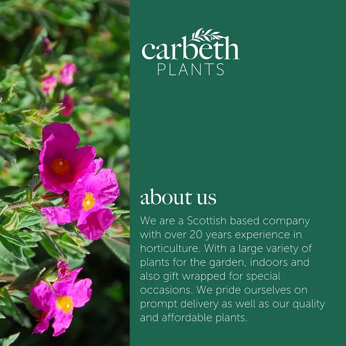 Cistus Sunset Rock Rose Plant 2 x 9cm Pots - Hardy Evergreen Shrub for UK Gardens - Ideal for Borders, Containers & Coastal Areas