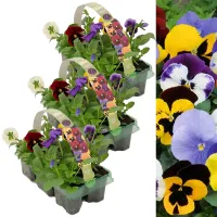 Pansy 18 Pack - Mixed Colours - Large Plants - For Pots, Containers & Beds