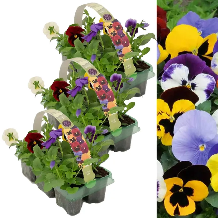 Pansy 18 Pack - Mixed Colours - Large Plants - For Pots, Containers & Beds