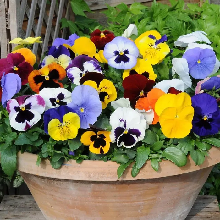 Pansy 18 Pack - Mixed Colours - Large Plants - For Pots, Containers & Beds