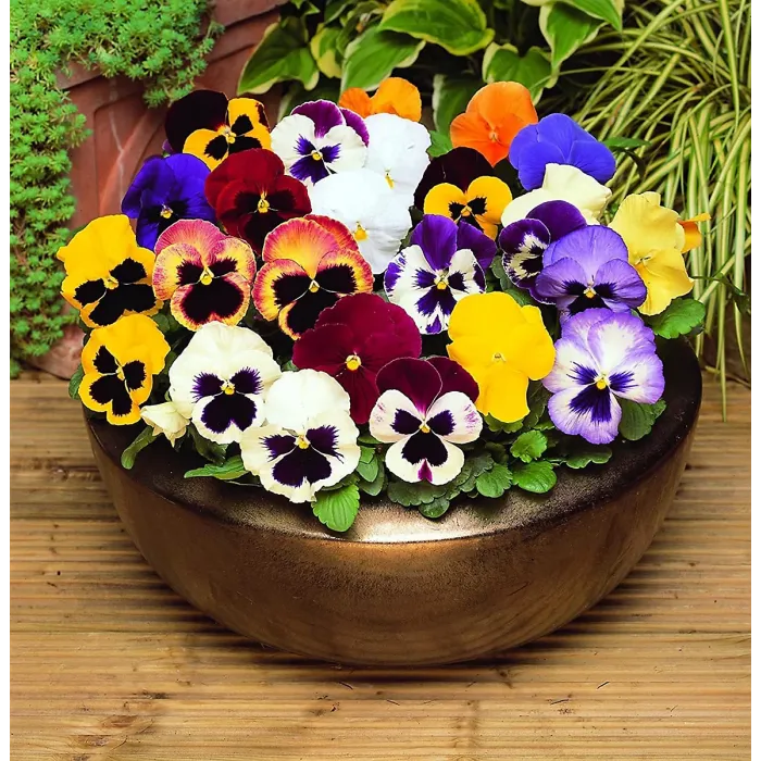 Pansy 18 Pack - Mixed Colours - Large Plants - For Pots, Containers & Beds
