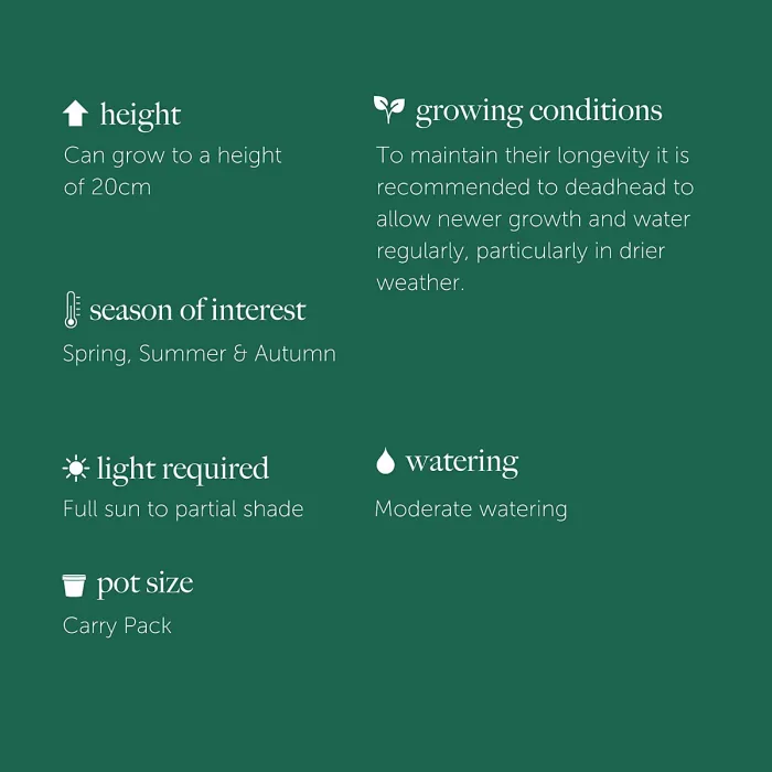 Pansy 18 Pack - Mixed Colours - Large Plants - For Pots, Containers & Beds