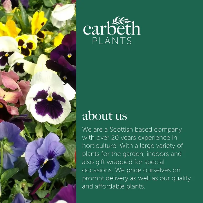 Pansy 18 Pack - Mixed Colours - Large Plants - For Pots, Containers & Beds