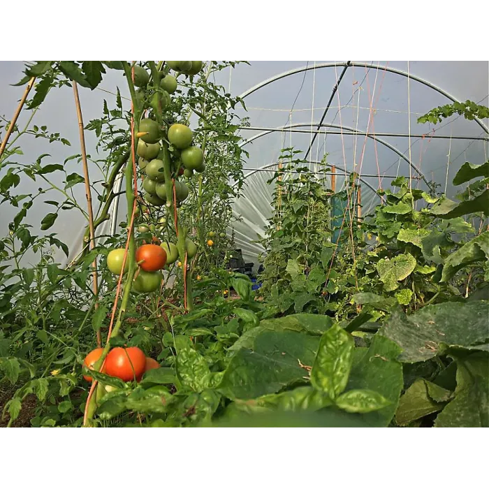 14ft x 18ft Straight Sided Polytunnel Kit, Heavy Duty Professional Greenhouse
