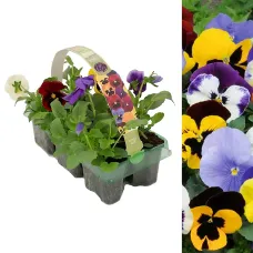 Pansy 6 Pack - Mixed Colours - Large Plants - For Pots, Containers & Beds