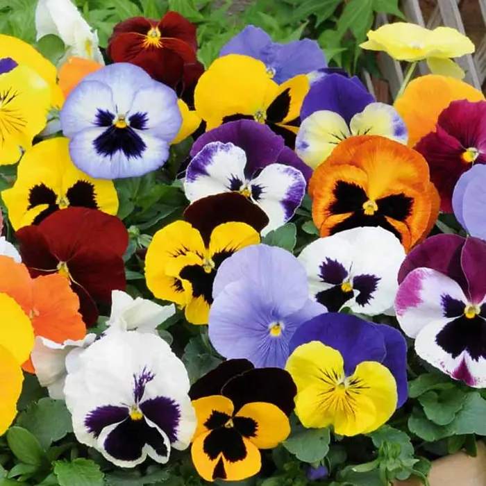 Pansy 6 Pack - Mixed Colours - Large Plants - For Pots, Containers & Beds
