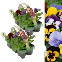 Pansy 12 Pack - Mixed Colours - Large Plants - For Pots, Containers & Beds