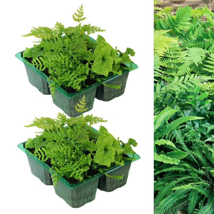 8 x Hardy Fern Plant Mix - Evergreen Outdoor Ferns - Shade Loving Plants Garden Ready - Ideal for Rockeries, Containers & Pots