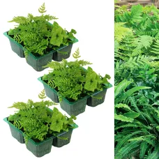 12 x Hardy Fern Plant Mix - Evergreen Outdoor Ferns - Shade Loving Plants Garden Ready - Ideal for Rockeries, Containers & Pots
