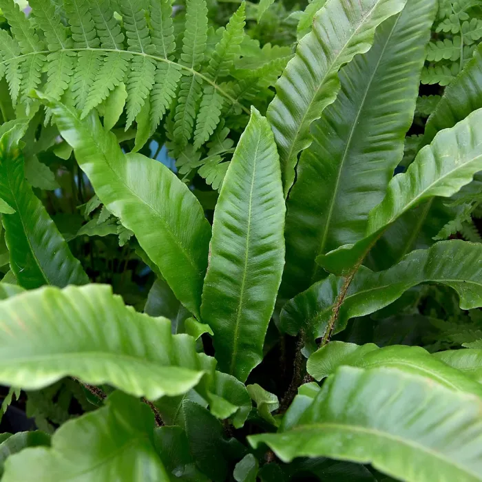 12 x Hardy Fern Plant Mix - Evergreen Outdoor Ferns - Shade Loving Plants Garden Ready - Ideal for Rockeries, Containers & Pots
