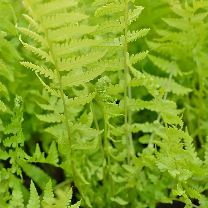 12 x Hardy Fern Plant Mix - Evergreen Outdoor Ferns - Shade Loving Plants Garden Ready - Ideal for Rockeries, Containers & Pots