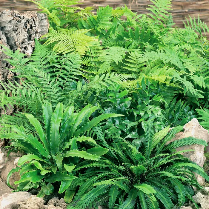 12 x Hardy Fern Plant Mix - Evergreen Outdoor Ferns - Shade Loving Plants Garden Ready - Ideal for Rockeries, Containers & Pots