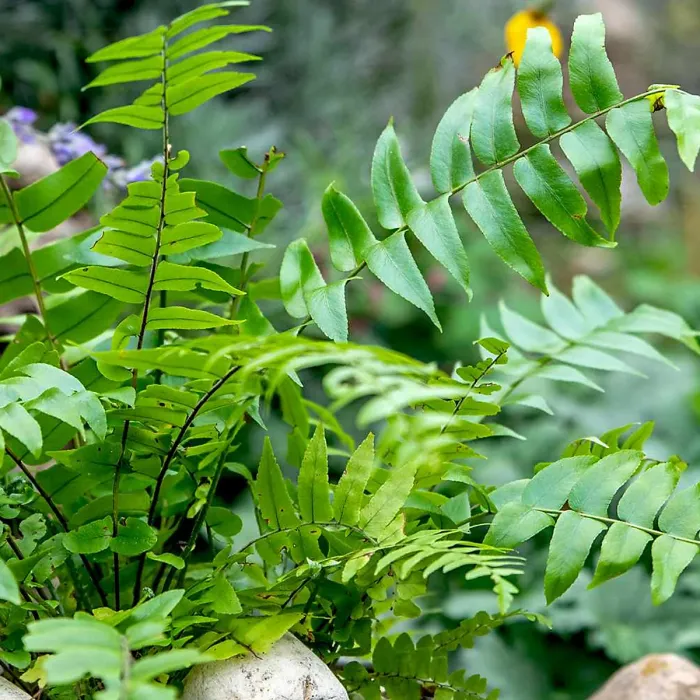 12 x Hardy Fern Plant Mix - Evergreen Outdoor Ferns - Shade Loving Plants Garden Ready - Ideal for Rockeries, Containers & Pots
