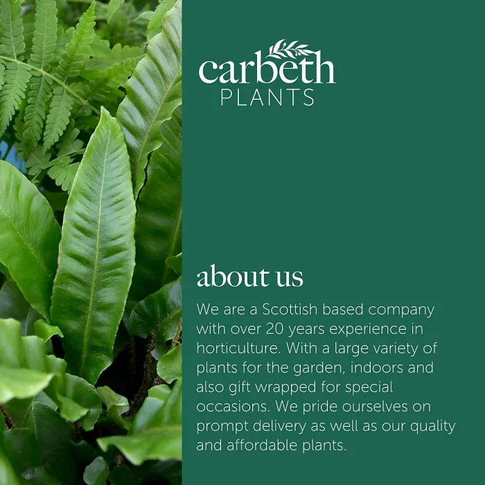 12 x Hardy Fern Plant Mix - Evergreen Outdoor Ferns - Shade Loving Plants Garden Ready - Ideal for Rockeries, Containers & Pots