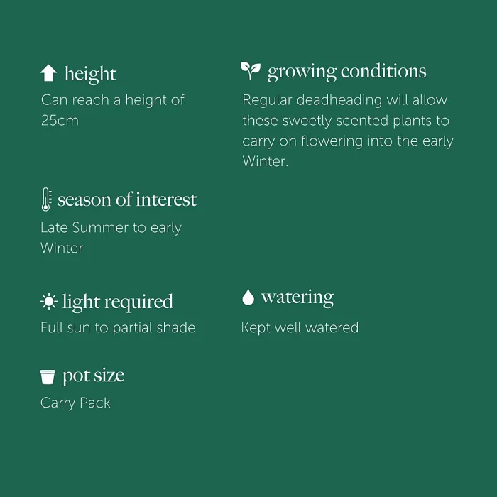 12 x Dianthus Carnation Festival Mixed Pack - Colourful Flowers - Bedding Plants - Ideal for Pots, Containers & Beds in UK Gardens