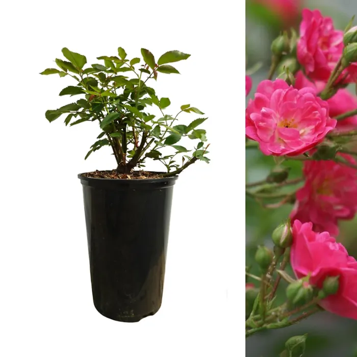 Rose Bush Lovely Fairy in 14cm Pot - Pink Summer Autumn Outdoor Low Growing Groundcover Plant for Bedding, Containers or Borders