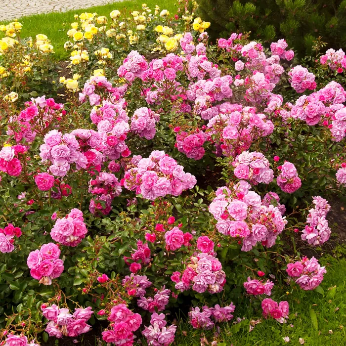 Rose Bush Lovely Fairy in 14cm Pot - Pink Summer Autumn Outdoor Low Growing Groundcover Plant for Bedding, Containers or Borders