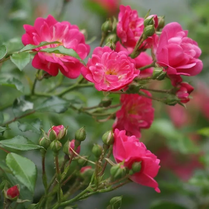Rose Bush Lovely Fairy in 14cm Pot - Pink Summer Autumn Outdoor Low Growing Groundcover Plant for Bedding, Containers or Borders