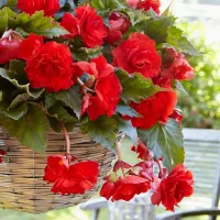 15 x Trailing Red Begonia Pendula Tubers - Perennial Hanging Begonia - Planting in Garden Hanging Baskets, Pots, Containers