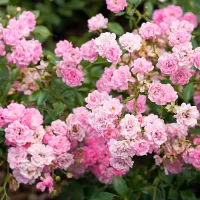 1 x Rose Bush The Fairy in 2L Pot - Pink Summer Autumn Outdoor Low Growing Groundcover Plant for Bedding, Containers or Borders