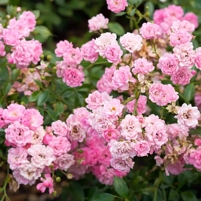 1 x Rose Bush The Fairy in 2L Pot - Pink Summer Autumn Outdoor Low Growing Groundcover Plant for Bedding, Containers or Borders