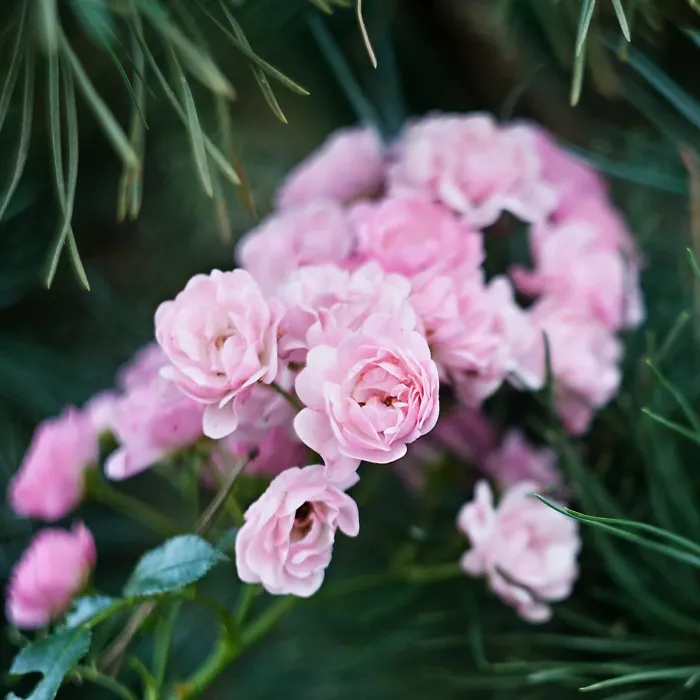 1 x Rose Bush The Fairy in 2L Pot - Pink Summer Autumn Outdoor Low Growing Groundcover Plant for Bedding, Containers or Borders