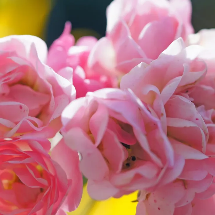 2 x Rose Bush The Fairy in 2L Pot - Pink Summer Autumn Outdoor Low Growing Groundcover Plant for Bedding, Containers or Borders