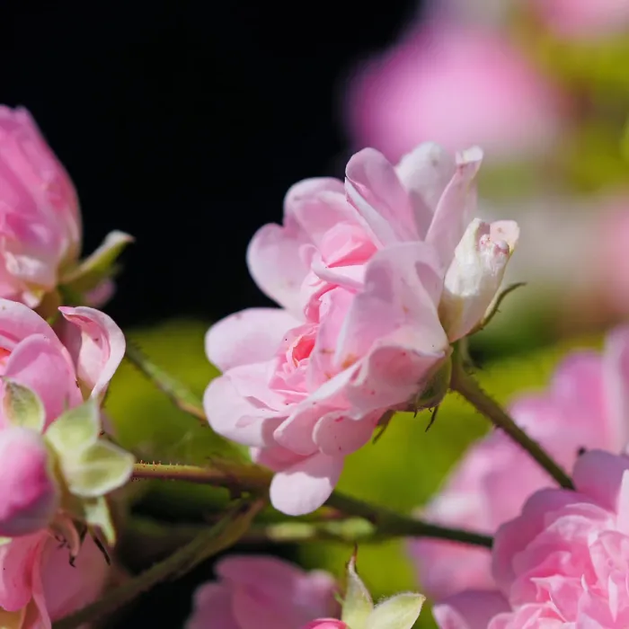 2 x Rose Bush The Fairy in 2L Pot - Pink Summer Autumn Outdoor Low Growing Groundcover Plant for Bedding, Containers or Borders