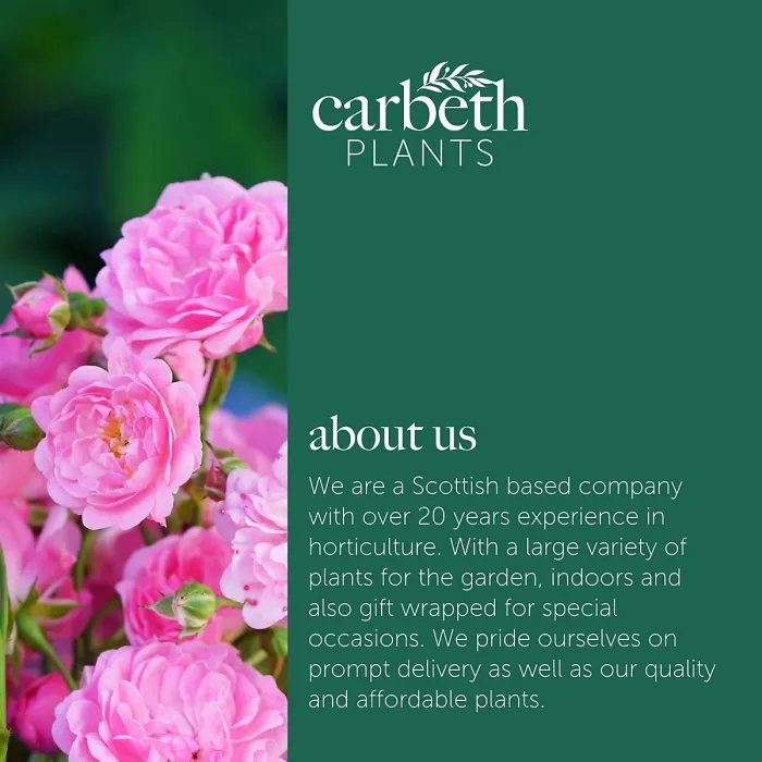 2 x Rose Bush The Fairy in 2L Pot - Pink Summer Autumn Outdoor Low Growing Groundcover Plant for Bedding, Containers or Borders