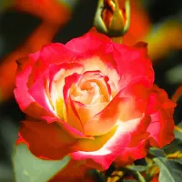 1 x Rose Bush Forty-Niner in 3L Pot - Bicolour Red Yellow Compact Upright Plant for Bedding, Containers or Borders