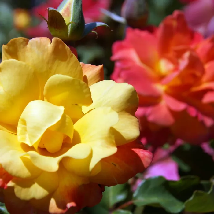 1 x Rose Bush Forty-Niner in 3L Pot - Bicolour Red Yellow Compact Upright Plant for Bedding, Containers or Borders