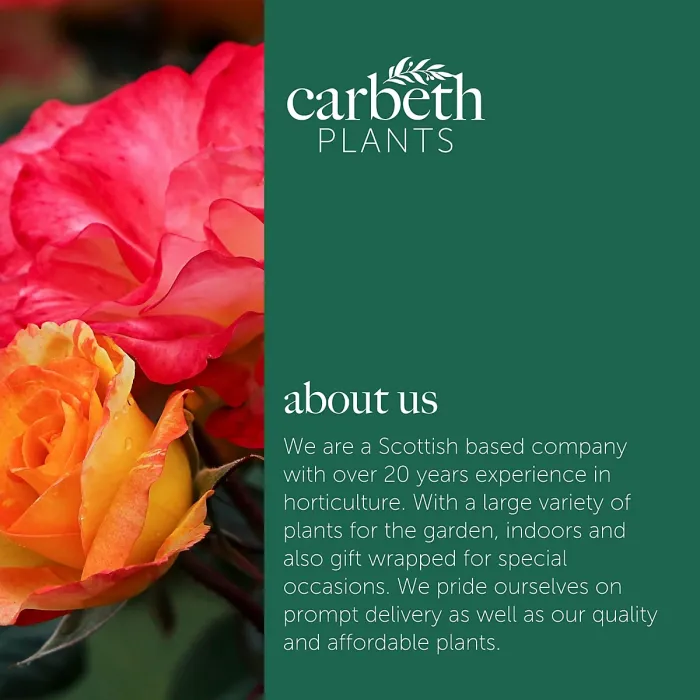 1 x Rose Bush Forty-Niner in 3L Pot - Bicolour Red Yellow Compact Upright Plant for Bedding, Containers or Borders