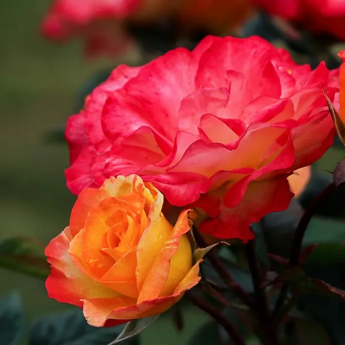 2 x Rose Bush Forty-Niner in 3L Pot - Bicolour Red Yellow Compact Upright Plant for Bedding, Containers or Borders