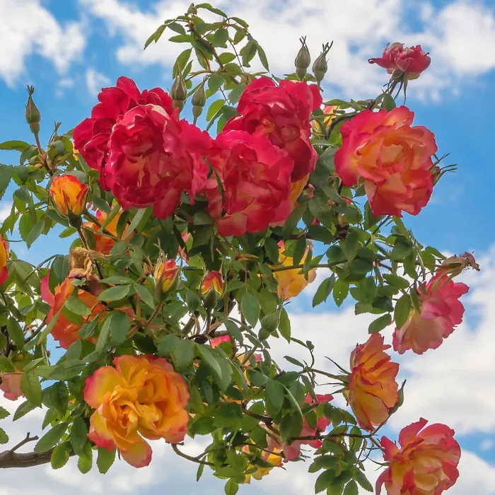 2 x Rose Bush Forty-Niner in 3L Pot - Bicolour Red Yellow Compact Upright Plant for Bedding, Containers or Borders
