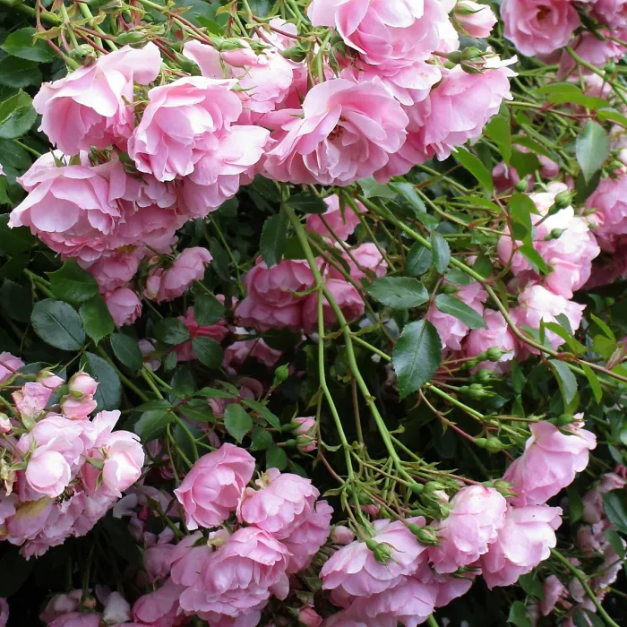 2 x Rose Bush Bonica in 3L Pot - Pink Summer Autumn Outdoor Low Growing Groundcover Plant for Bedding, Containers or Borders