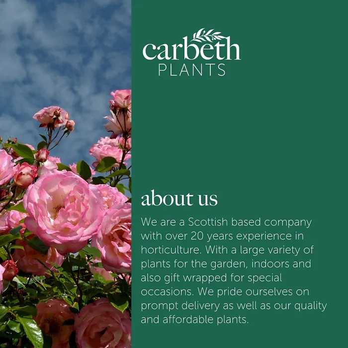 2 x Rose Bush Bonica in 3L Pot - Pink Summer Autumn Outdoor Low Growing Groundcover Plant for Bedding, Containers or Borders