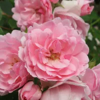 3 x Rose Bush Bonica in 3L Pot - Pink Summer Autumn Outdoor Low Growing Groundcover Plant for Bedding, Containers or Borders